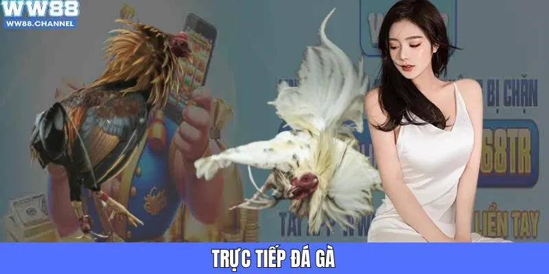 Trực Tiếp Đá Gà - Cập Nhật Cuộc Chiến Sôi Máu, Nảy Lửa