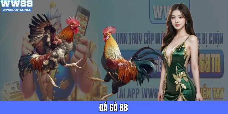 Đá Gà 88 - Kênh Trực Tiếp Chất Lượng Với Hình Ảnh Rõ Nét