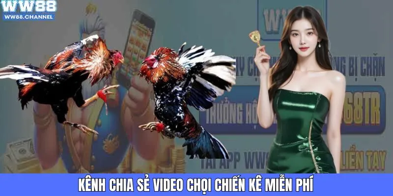 Kênh chia sẻ video chọi chiến kê miễn phí