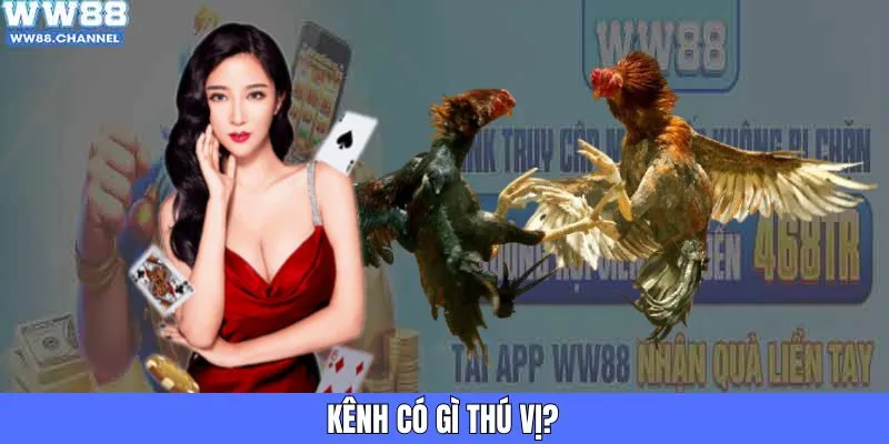 Kênh đá gà trực tiếp có gì thú vị?