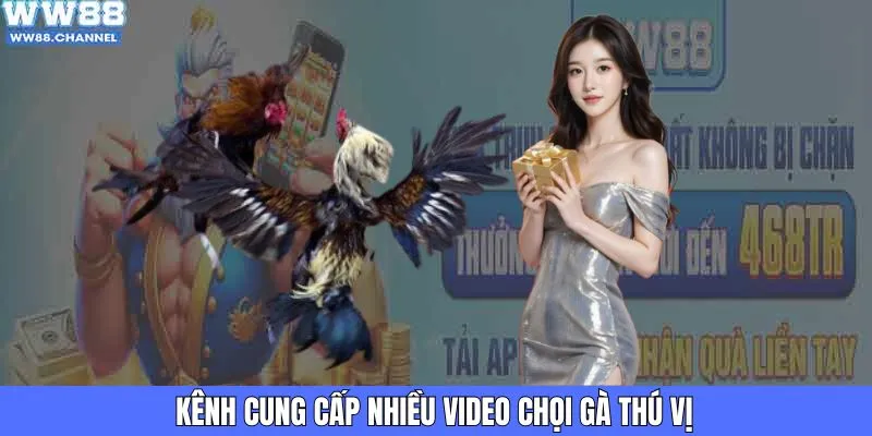 Kênh cung cấp nhiều video chọi gà thú vị