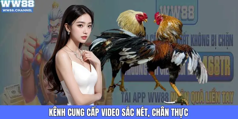 Kênh cung cấp video sắc nét, chân thực