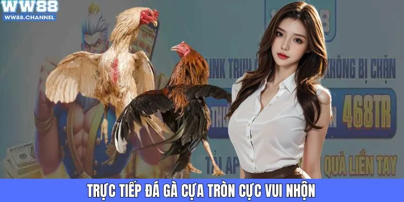 Trực tiếp đá gà cựa tròn cực vui nhộn