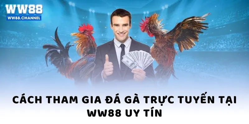 Cách tham gia Đá gà WW88 trực tuyến tại WW88 uy tín